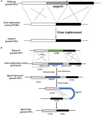 Construction of gene modification system with highly efficient and markerless for <mark class="highlighted">Monascus</mark> ruber M7